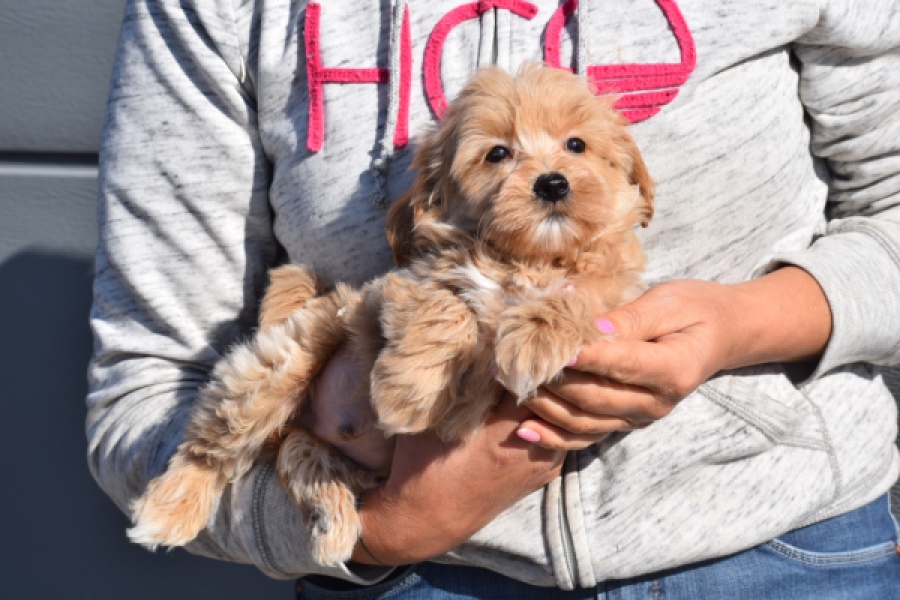 Maltipoo (reu) 82827