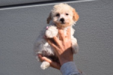 Maltipoo (teef) 96765