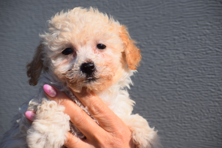 Maltipoo (teef) 96765