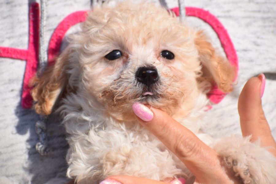 Maltipoo (teef) 96765