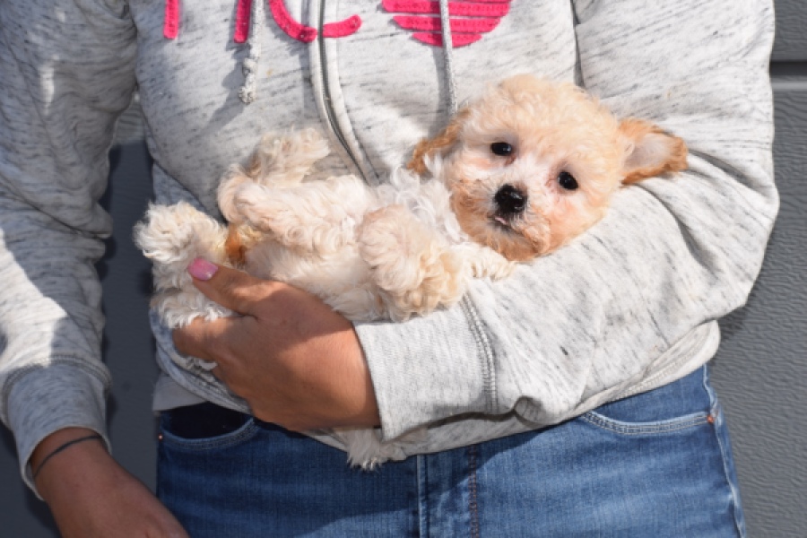 Maltipoo (teef) 96765