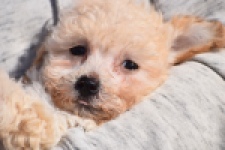 Maltipoo (teef) 96765