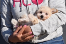 Maltipoo (teef) 96765