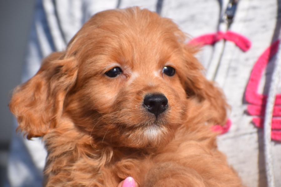 Maltipoo (reu) 97892