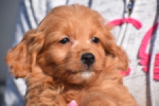 Maltipoo (reu) 97892