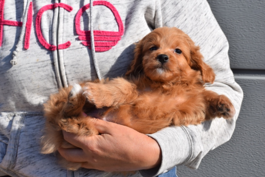 Maltipoo (reu) 97892