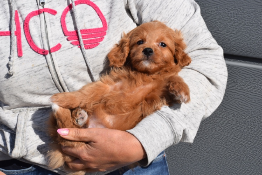 Maltipoo (reu) 97892