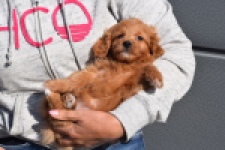 Maltipoo (reu) 97892