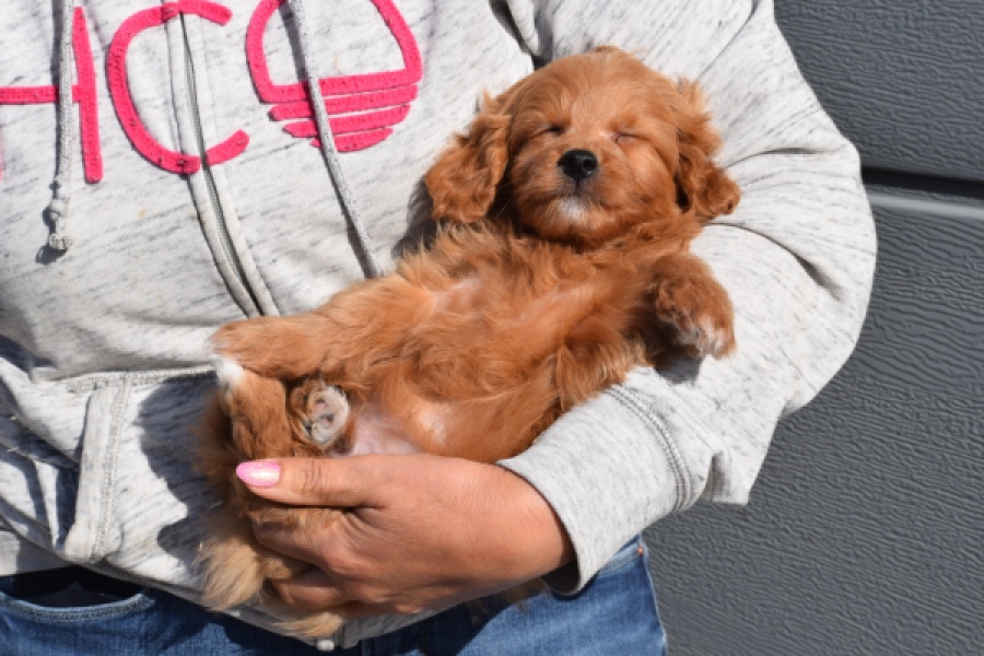 Maltipoo (reu) 97892