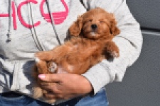 Maltipoo (reu) 97892