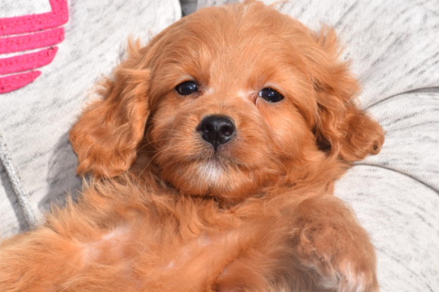 Maltipoo (reu) 97892
