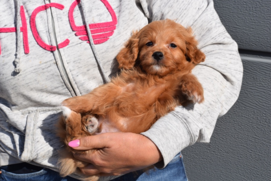 Maltipoo (reu) 97892