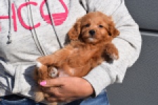 Maltipoo (reu) 97892