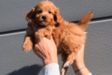 Maltipoo (reu) 97892