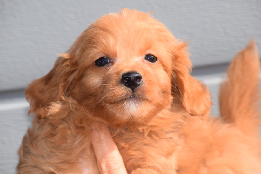 Maltipoo (reu) 97892