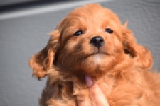 Maltipoo (reu) 97892