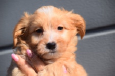 Maltipoo (teef) 94305