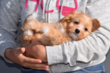 Maltipoo (teef) 94305