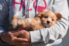 Maltipoo (teef) 94305