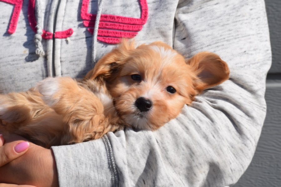 Maltipoo (teef) 94305