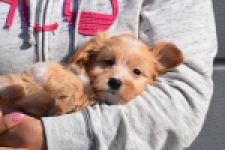 Maltipoo (teef) 94305