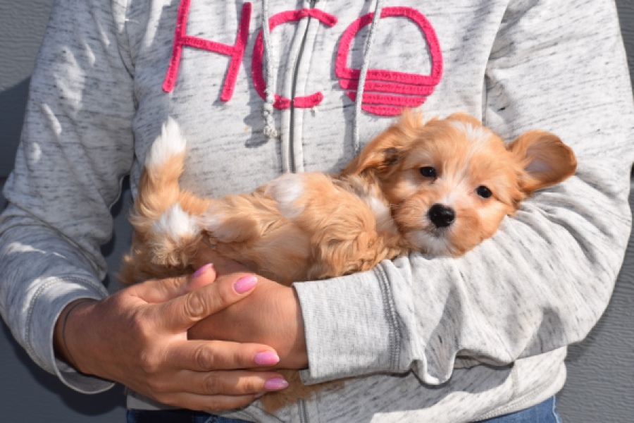 Maltipoo (teef) 94305