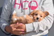 Maltipoo (teef) 94305