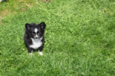 Chihuahua (teef) 00816