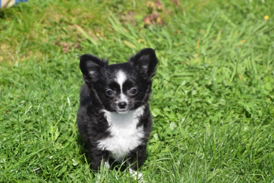 Chihuahua (teef) 00816