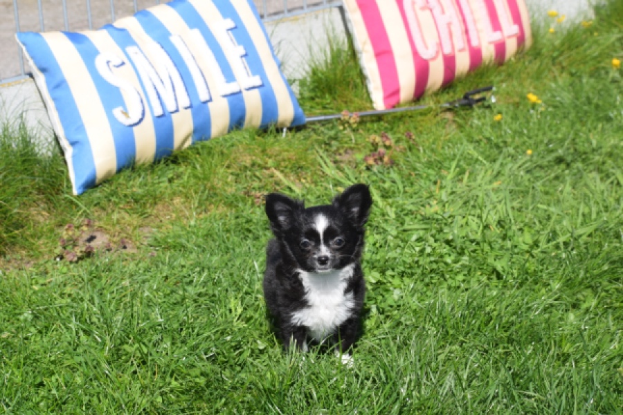 Chihuahua (teef) 00816