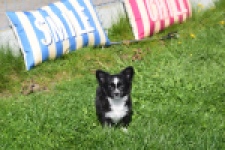 Chihuahua (teef) 00816