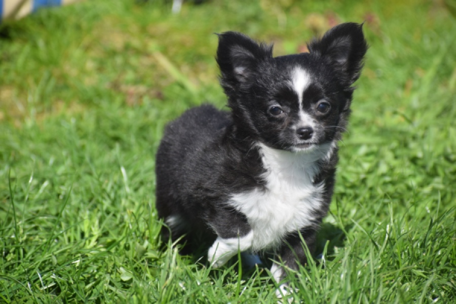 Chihuahua (teef) 00816