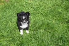 Chihuahua (teef) 00816