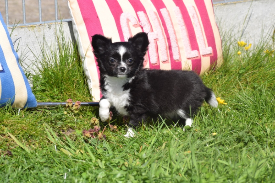 Chihuahua (teef) 00816