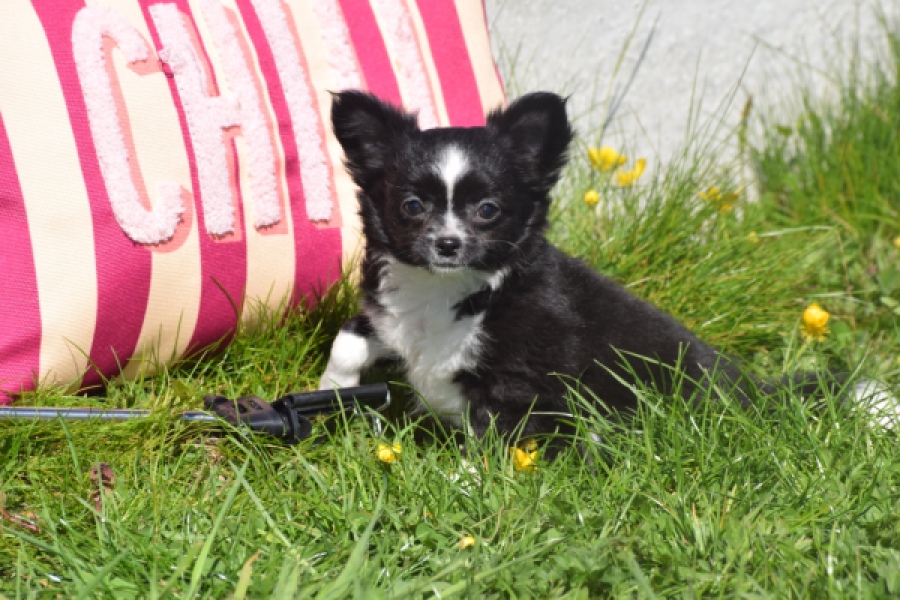 Chihuahua (teef) 00816