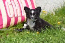 Chihuahua (teef) 00816