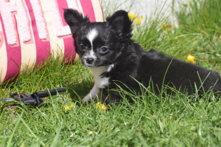 Chihuahua (teef) 00816