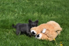 Chihuahua (teef) 00818