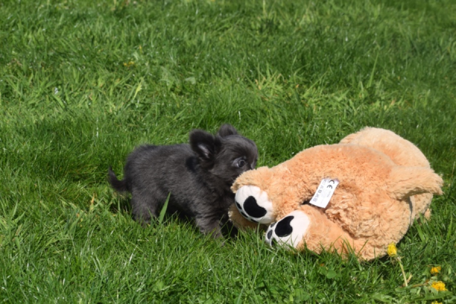 Chihuahua (teef) 00818