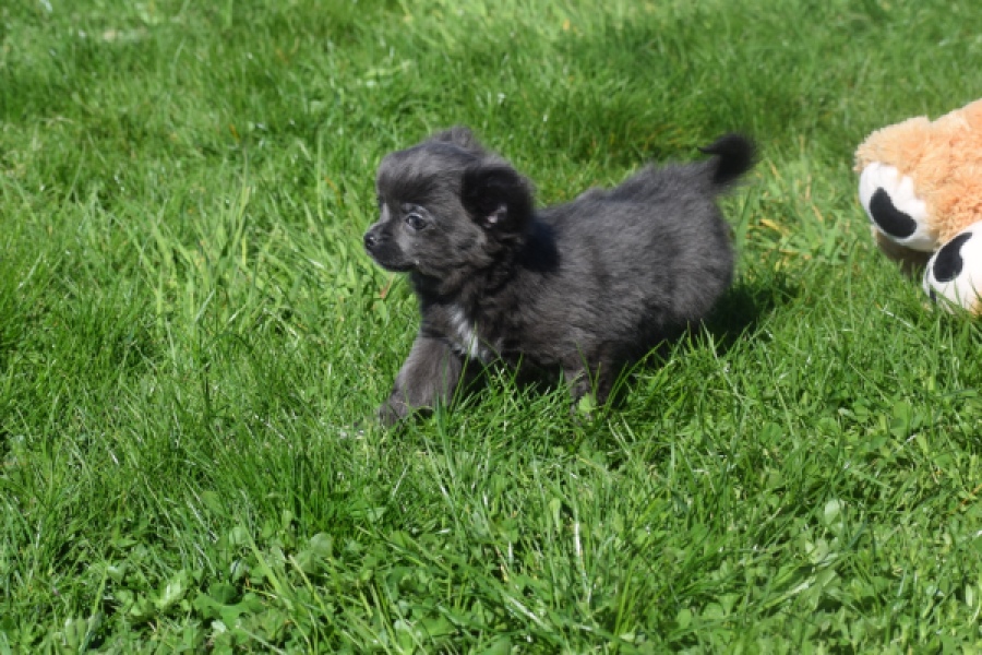 Chihuahua (teef) 00818