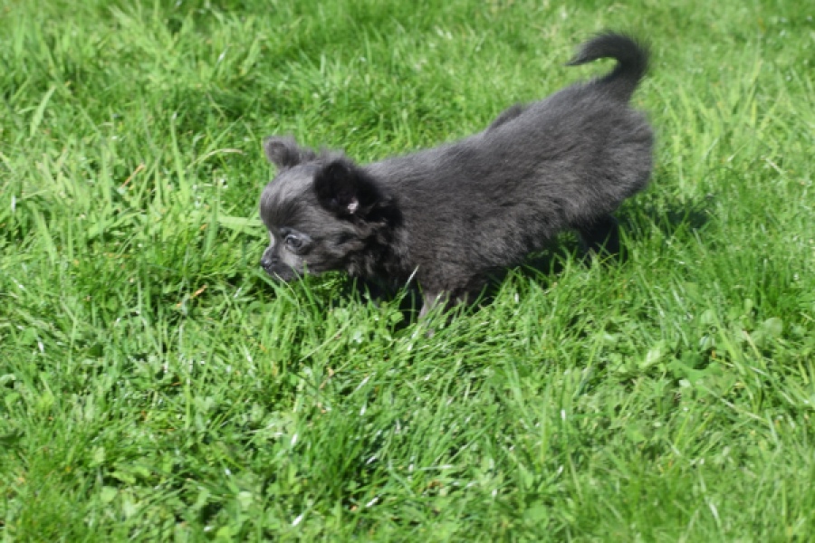 Chihuahua (teef) 00818