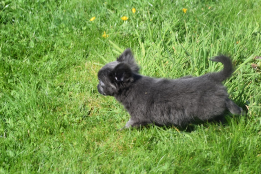 Chihuahua (teef) 00818