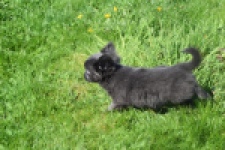 Chihuahua (teef) 00818