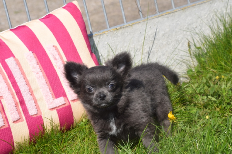 Chihuahua (teef) 00818