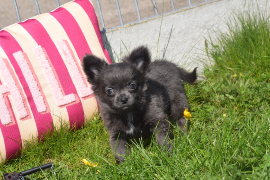 Chihuahua (teef) 00818