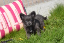 Chihuahua (teef) 00818