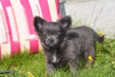 Chihuahua (teef) 00818