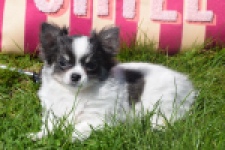 Chihuahua (teef) 00831