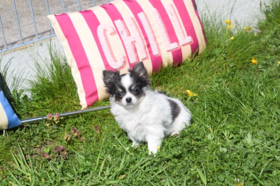 Chihuahua (teef) 00831