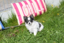 Chihuahua (teef) 00831